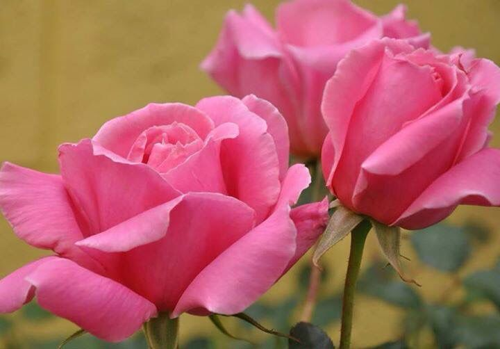 Картинка найдена на просторах интернета, ссылка: https://yandex.ru/images/search?from=tabbar&img_url=https%3A%2F%2Fwallup.net%2Fwp-content%2Fuploads%2F2019%2F09%2F683165-rose-flowers-flower-roses-bokeh-landscape-nature-garden-1.jpg&lr=21645&pos=11&rpt=simage&text=%D1%80%D0%BE%D0%B7%D1%8B%20%D0%BA%D1%80%D1%83%D0%BF%D0%BD%D1%8B%D0%BC%20%D0%BF%D0%BB%D0%B0%D0%BD%D0%BE%D0%BC%20%D1%84%D0%BE%D1%82%D0%BE