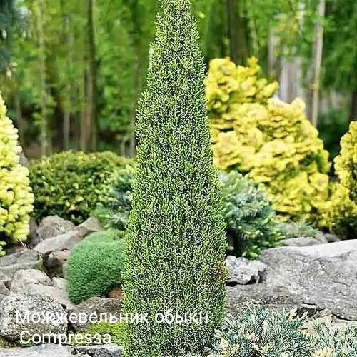 Можжевельник обыкновенный Компресса. Фото инет. 