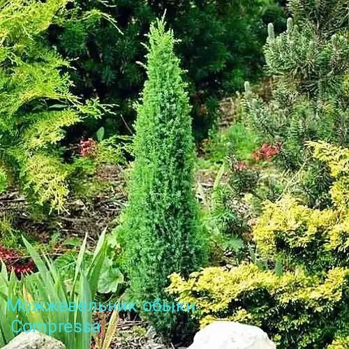 Можжевельник обыкновенный, компресса, фото инет. 