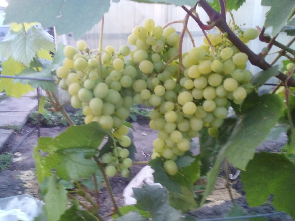 Алешенькин