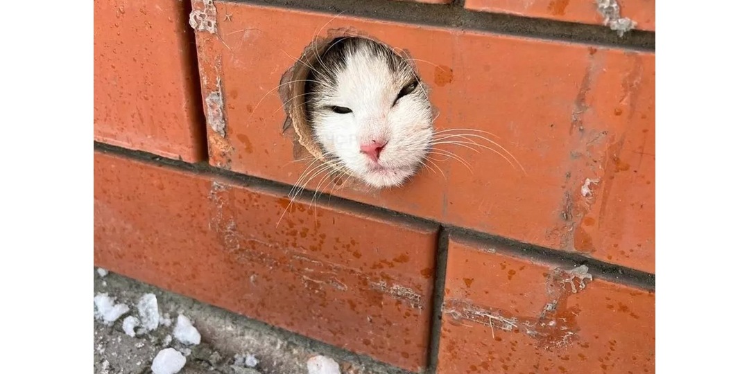Кот застрял в трубе — пришлось воспользоваться болгаркой