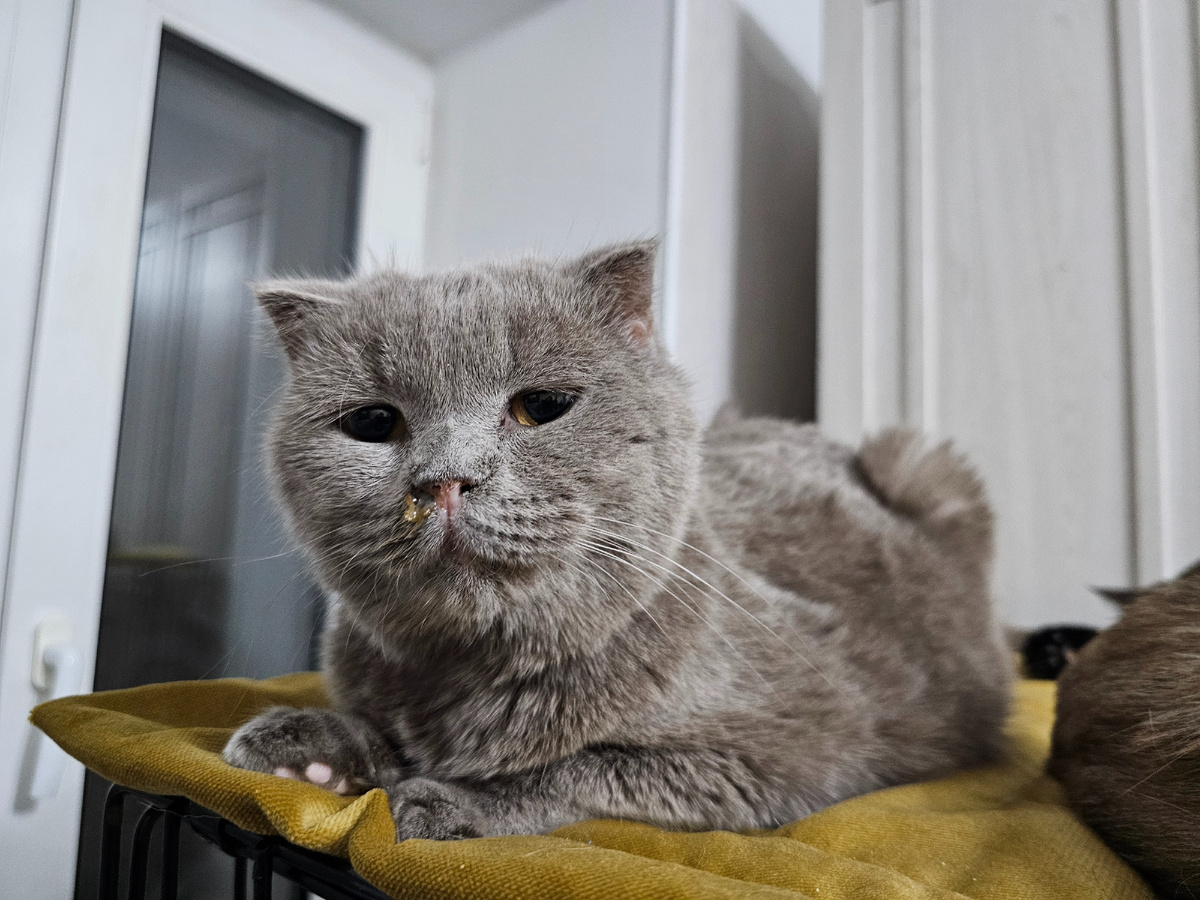 Лилу болеет