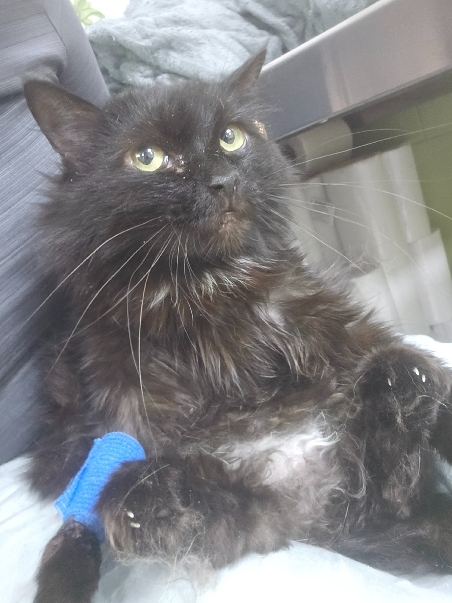 Малина заболела