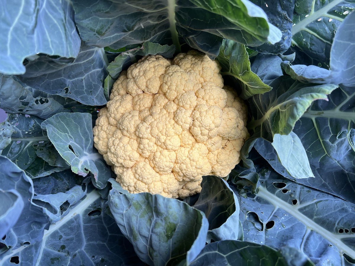 Фото автора канала Дом с кипарисами