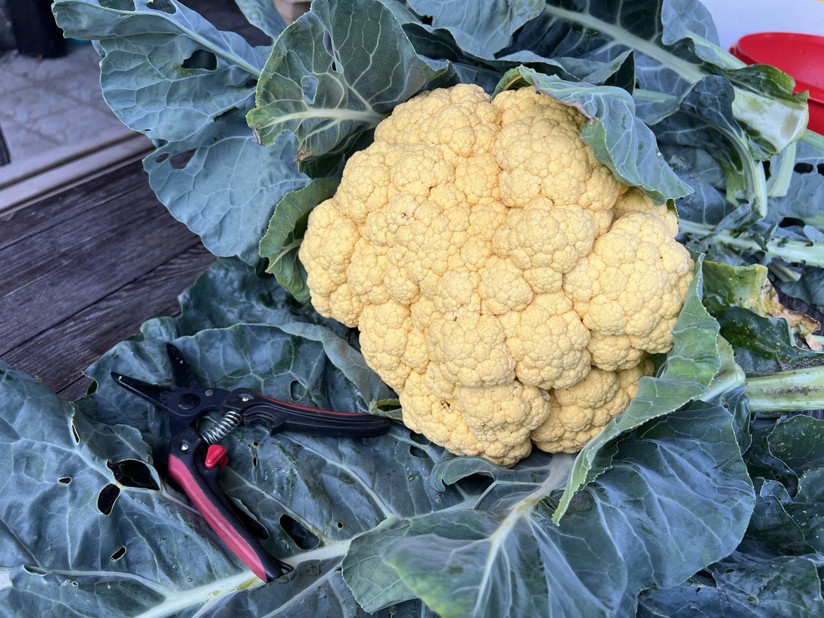 Фото автора канала Дом с кипарисами