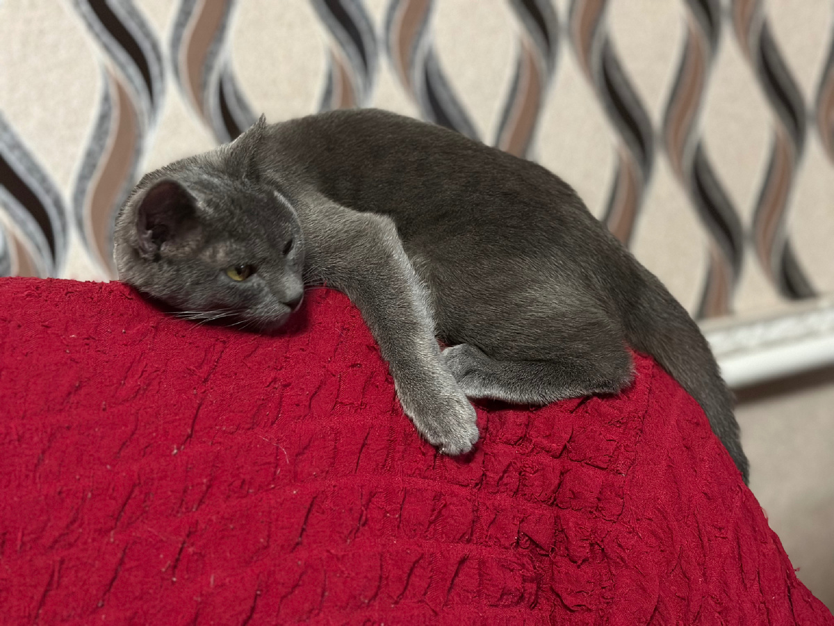 У Дымки культурный шок