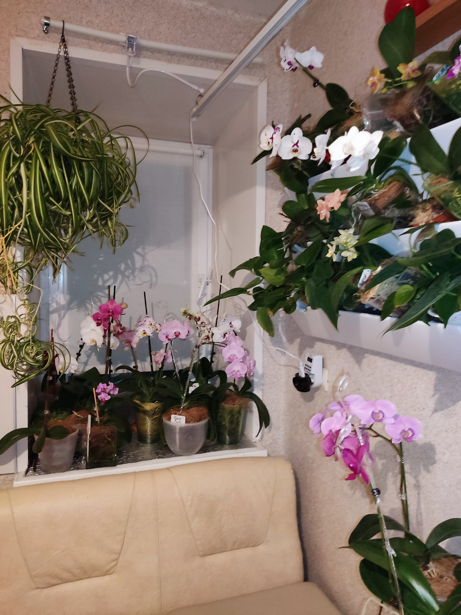 Все цветущие собраны в кухне. 