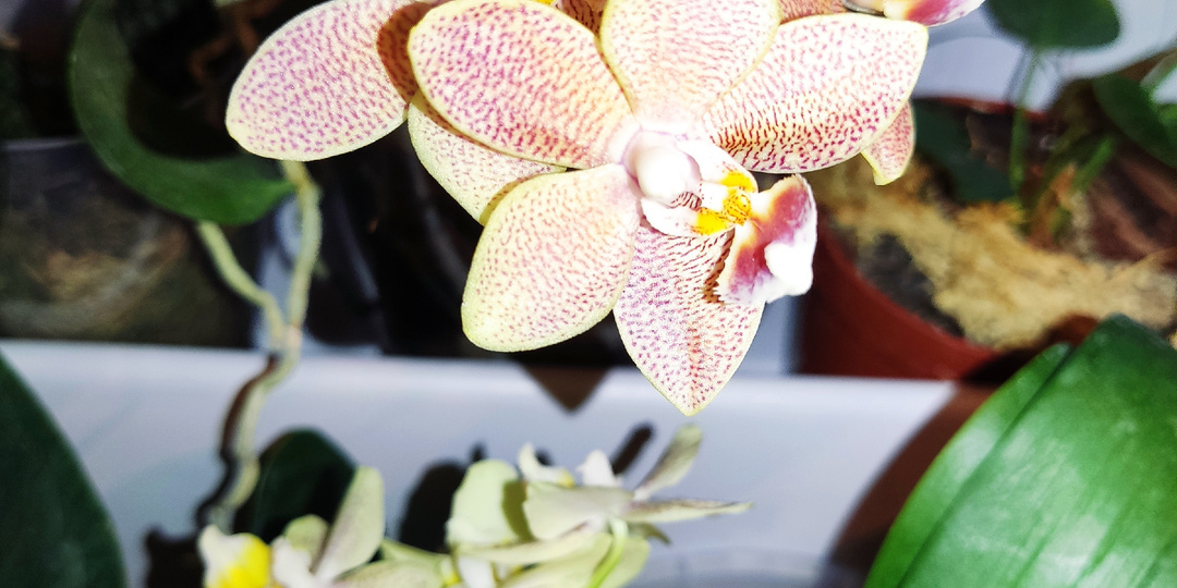 Февраль. Отчёт о цветении коллекции орхидей.