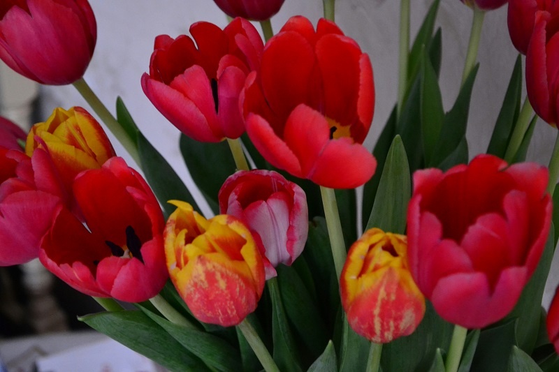 Тюльпаны. Фото: Ksenia Berzoj / https://unsplash