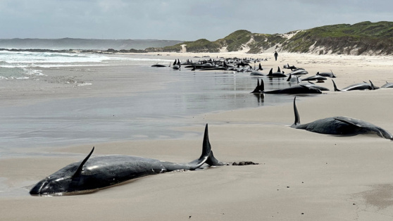    В Австралии больше 150 косаток выбросились на берег Татьяна Сидорова