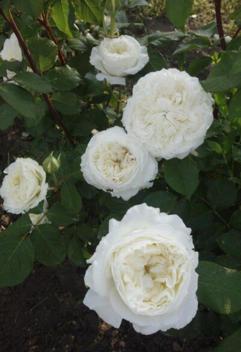 Сидзуку. Фото питомника