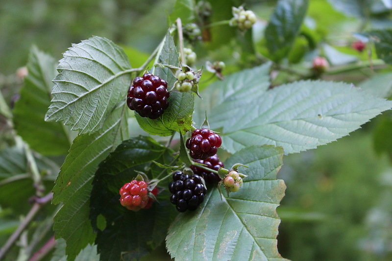 Картинка найдена на просторах интернета, ссылка: https://yandex.ru/images/search?from=tabbar&img_url=https%3A%2F%2Famazinggarden.ru%2Fwp-content%2Fuploads%2F2023%2F02%2Fuhod-za-ezhevikoj-vesnoj-d6552c5.jpg&lr=21645&p=6&pos=8&rpt=simage&text=%D0%B5%D0%B6%D0%B5%D0%B2%D0%B8%D0%BA%D0%B0%20%D0%BA%D1%80%D0%B0%D1%81%D0%B8%D0%B2%D0%BE%D0%B5%20%D1%84%D0%BE%D1%82%D0%BE%20%D1%80%D0%B0%D1%81%D1%82%D0%B5%D0%BD%D0%B8%D1%8F%20%D0%BA%D1%80%D1%83%D0%BF%D0%BD%D1%8B%D0%BC%20%D0%BF%D0%BB%D0%B0%D0%BD%D0%BE%D0%BC