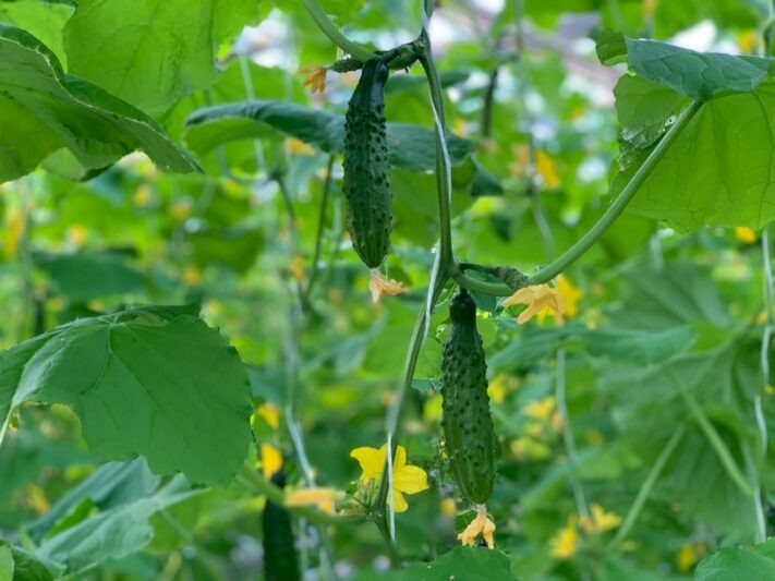    Огурцы урожая 2025 года (фото: сельскохозяйственное предприятие «Заря»)