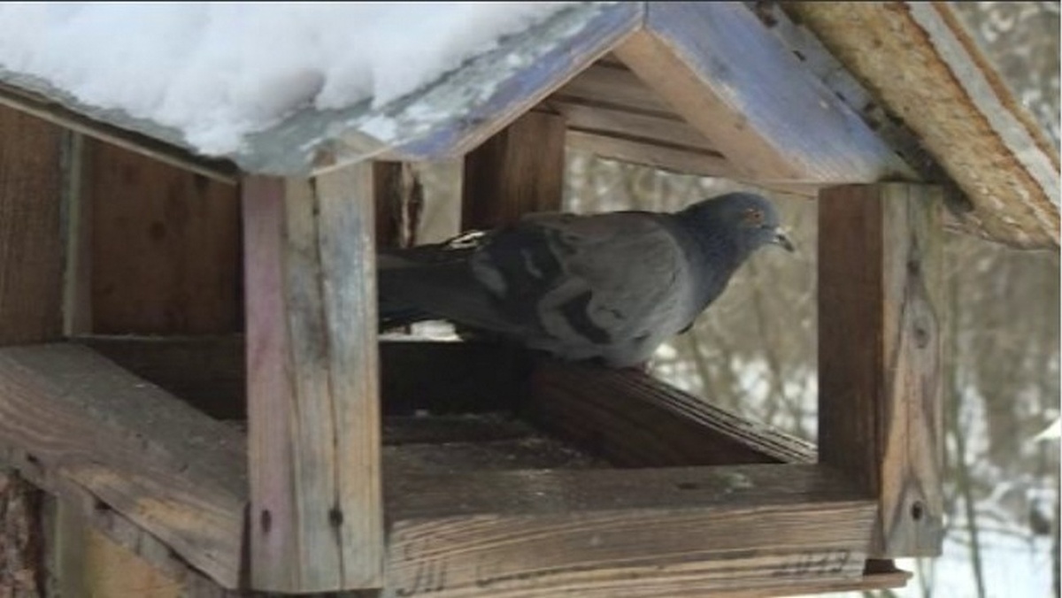    В Курске отмечают профессиональный праздник орнитологов