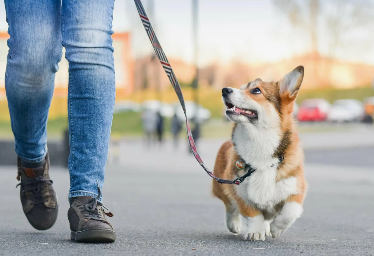 Щенок быстро впитывает информацию, особенно в первые месяцы жизни. С 8 недель можно начинать обучать базовым командам ("сидеть", "ко мне", "нельзя") и приучать к режиму. Чем раньше вы начнете, тем меньше проблем будет в будущем.
