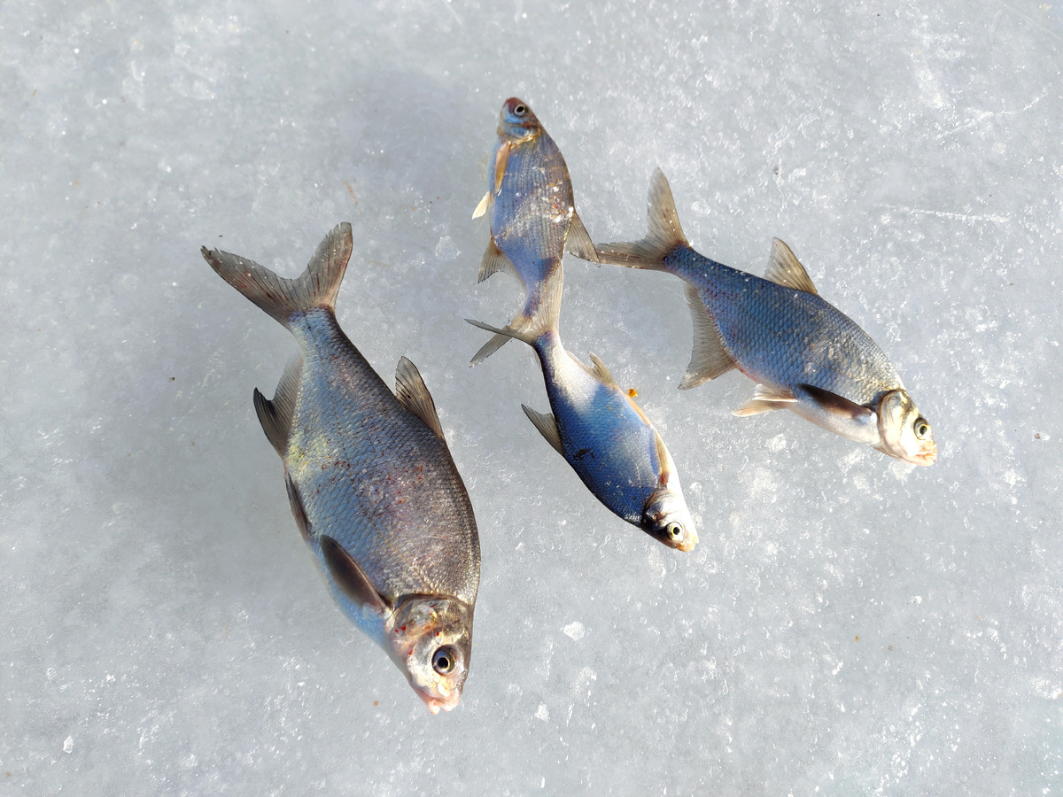 Как покормишь, так и половишь.