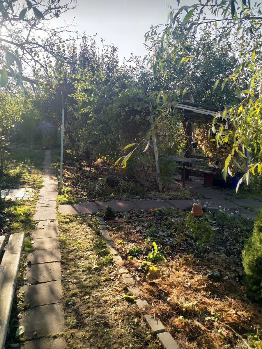 Вид от калитки. Так участок просматривался с улицы