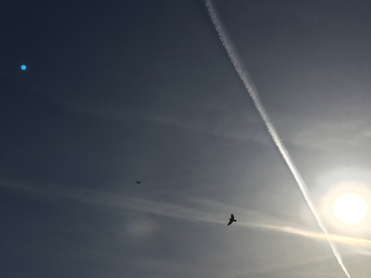 В мире описано больше 10 тысяч видов птиц