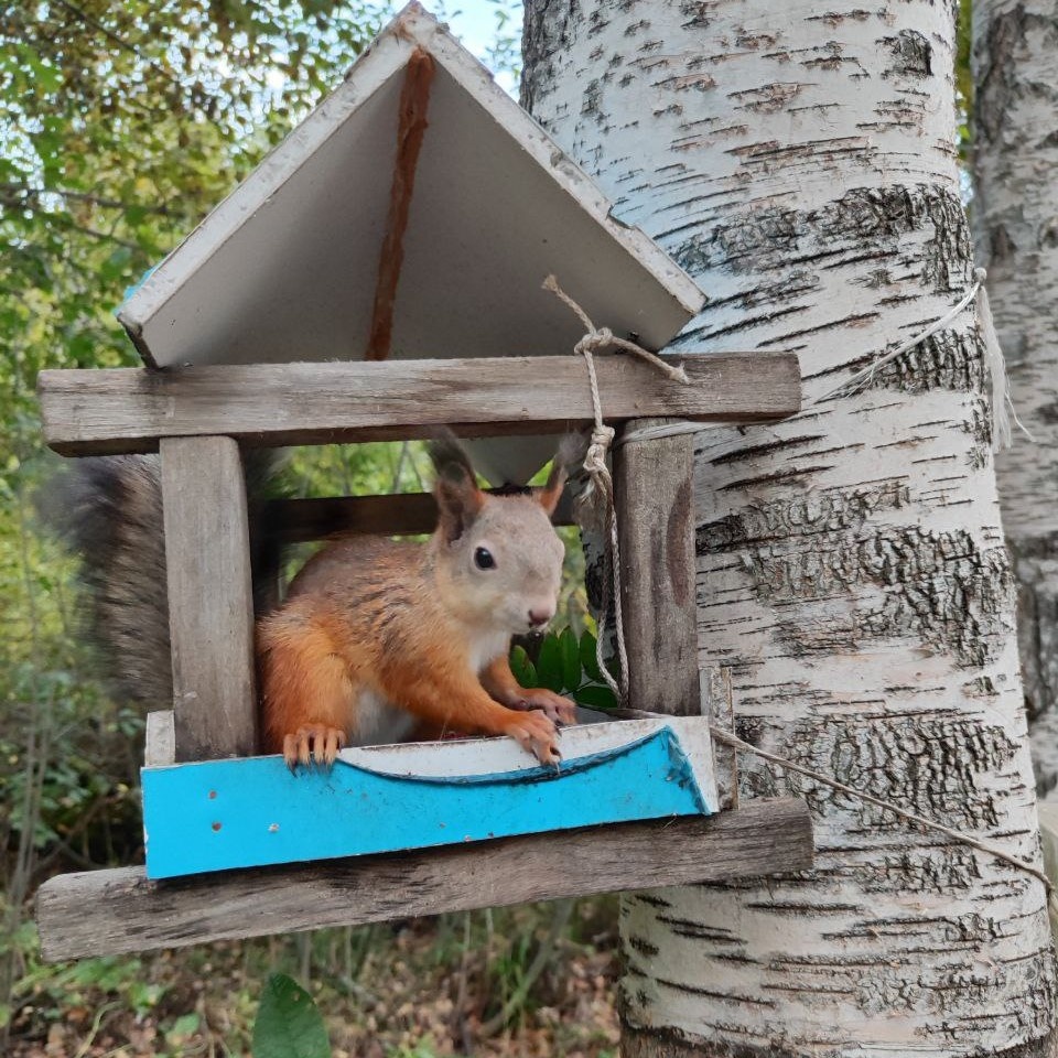 Кормушки бывают для разных животных 