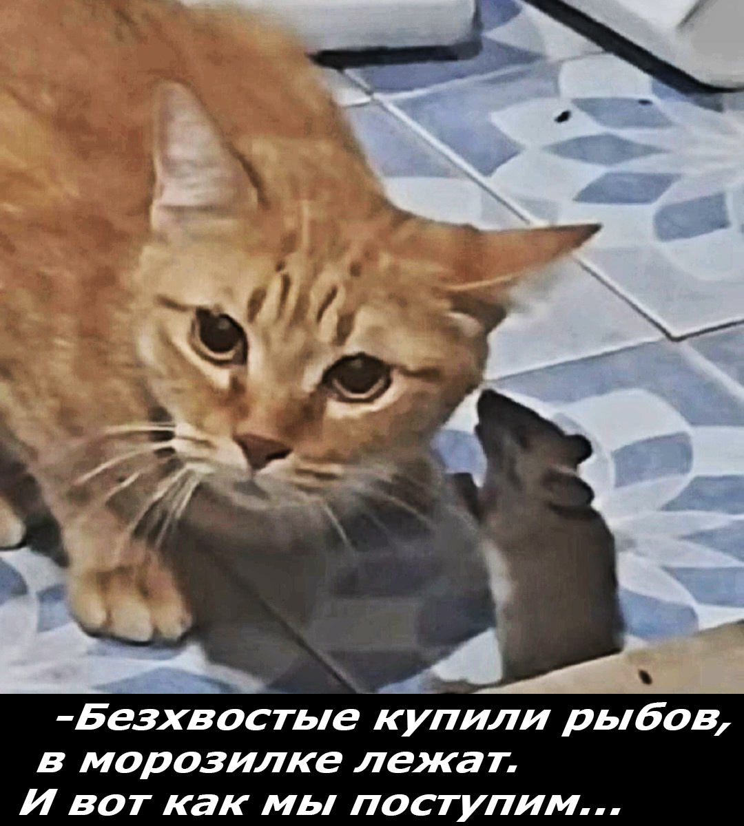 Фото отсюда: https://dzen.ru/a/Z7OimLPxFm71sPzI