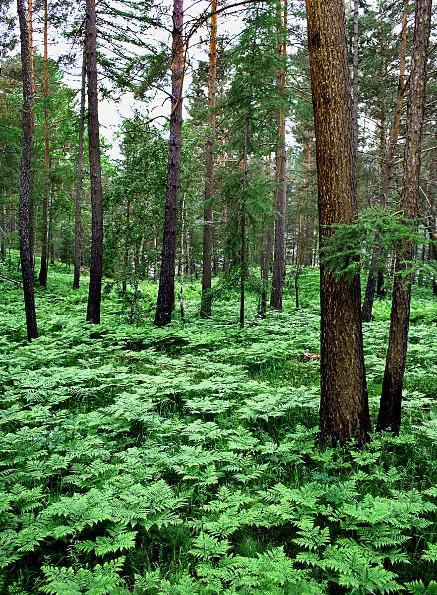 Фотография, стихотворение Василия Глуцкого