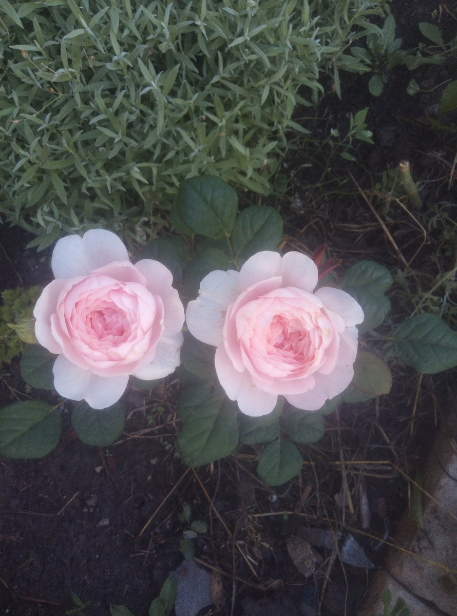 Королева Швеции