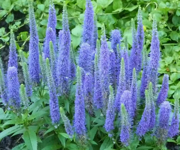 Вероника колосистая голубая. Скрин автора