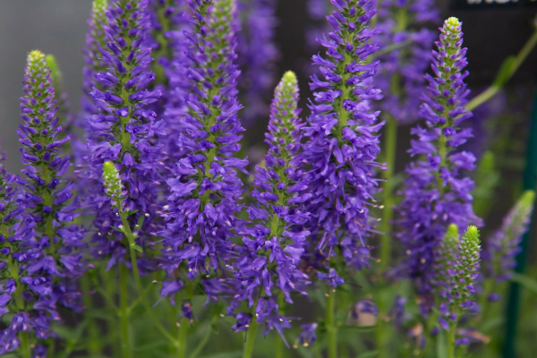 Вероника Беби Блю. Скрин автора