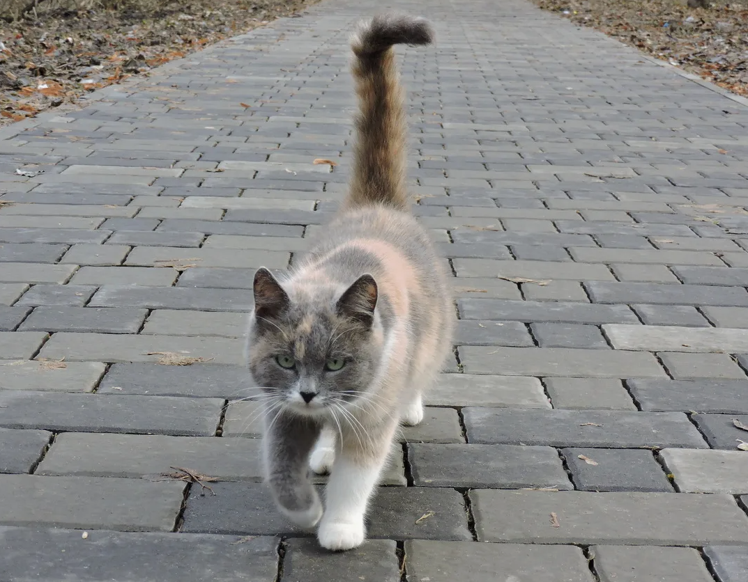 Кошки используют хвост как язык тела. Если хвост поднят вертикально — они дружелюбны. Если резко хлещет из стороны в сторону — раздражены. А если распушился и выгнулся дугой — значит, испытывают страх или агрессию.