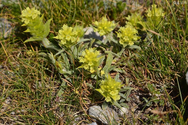 Редкий болгарский чай, который возвращает силу и энергию!