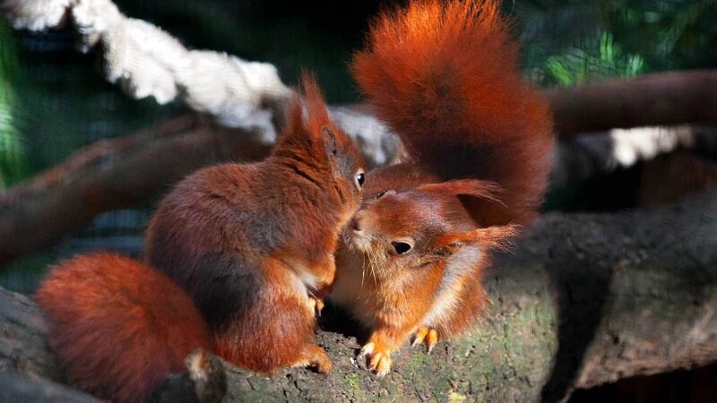     Белки. animaljournal.ru