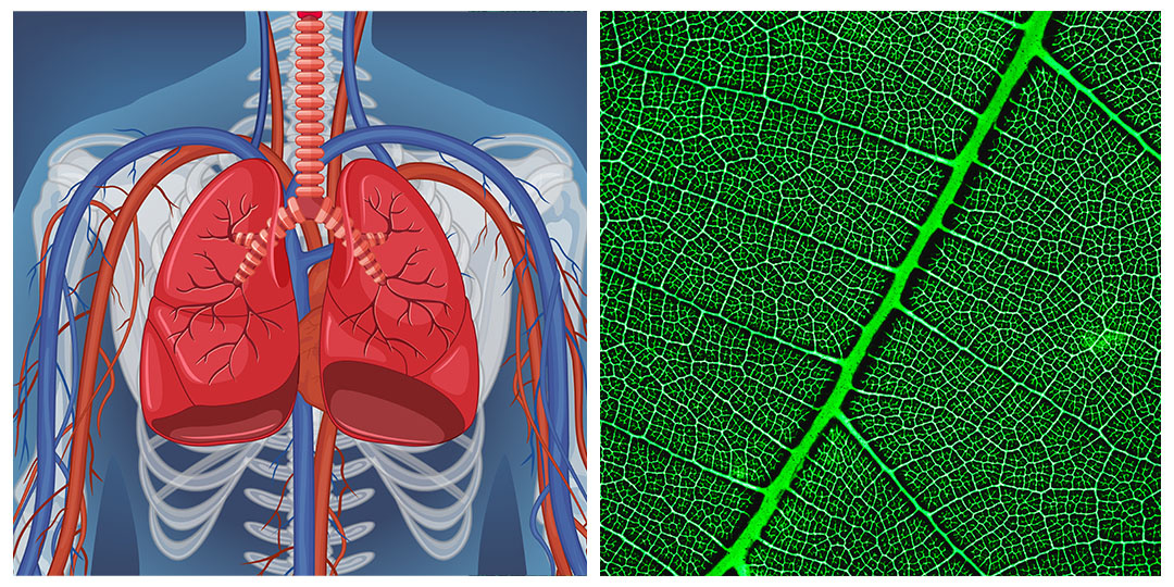 Кровеносная система человека и капиллярная структура листьев растений