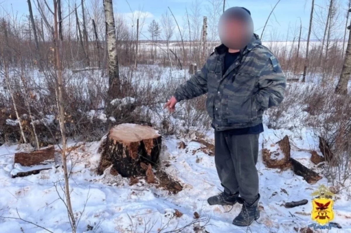    Троих забайкальцев задержали за незаконную рубку деревьев в заказнике