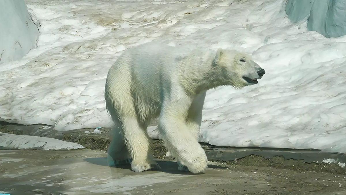 Фото: 1MI. Белый медведь
