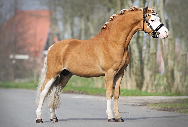 Уэльский пони