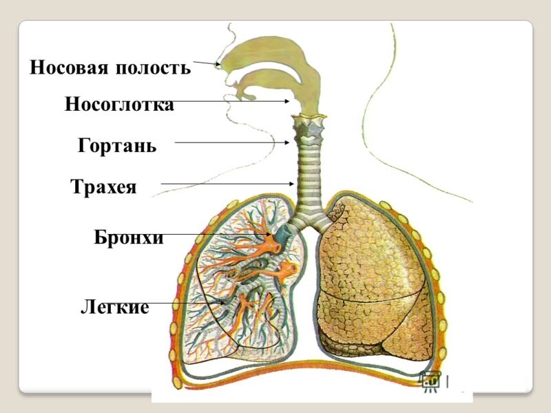 Резонатор Бронхи