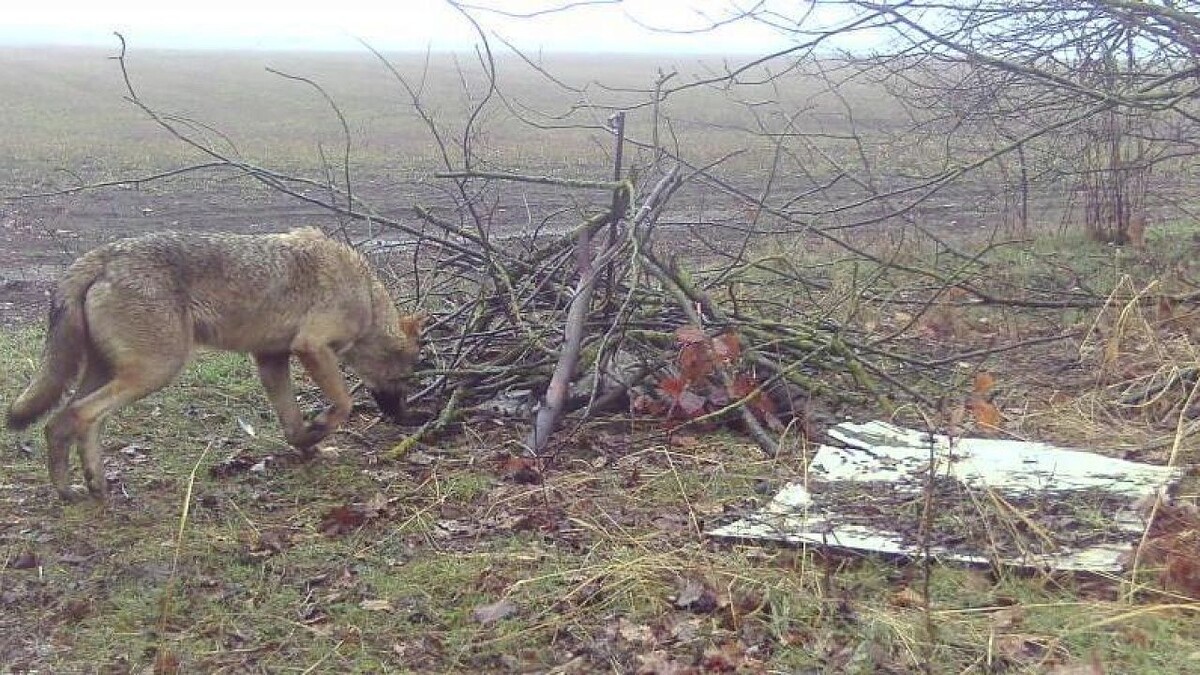    Фото: Краснодаркрайохота
