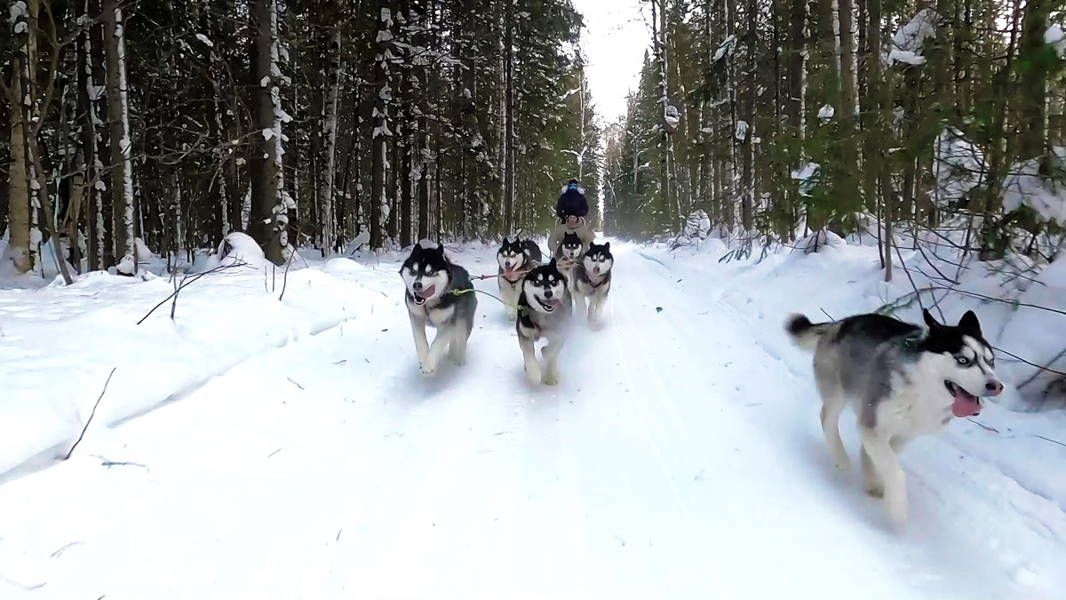    Жительница Ханты-Мансийска в 5 лет увлеклась гонками на собачьих упряжках