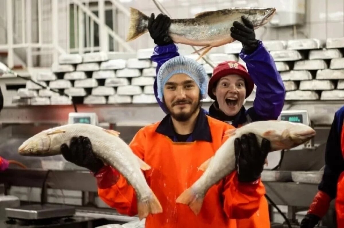    5 000 студентов будут работать на рыбообрабатывающих предприятиях Камчатки