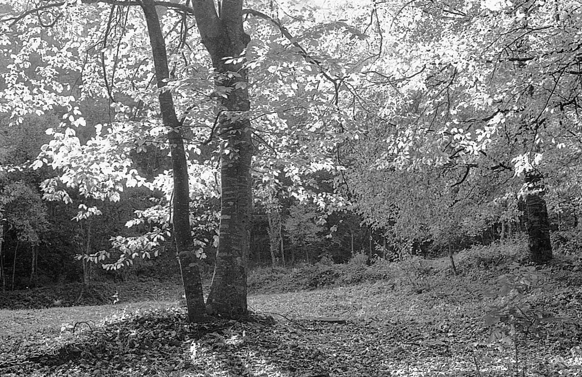 Пейзаж в контражуре