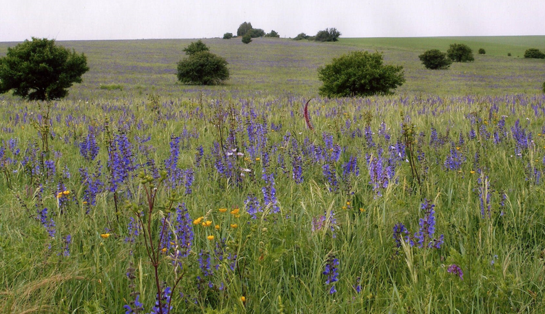 Из открытого доступа в Интернете модифицировано Кандинский 3.1.