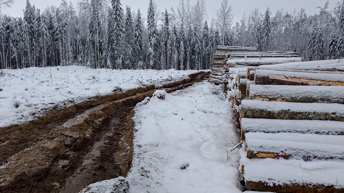 Лесные дороги 2025