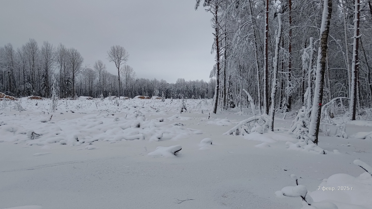 Лесосека, январь 2025, можно кататься на коньках