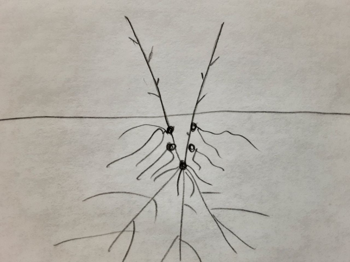 Точками указаны места из которых пойдут новые корни.