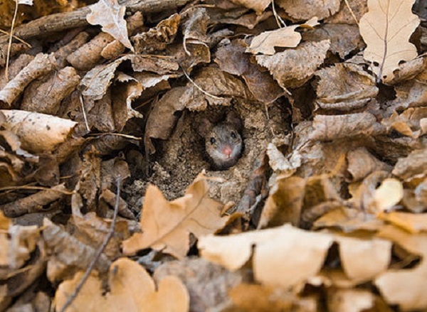 Apodemus agrarius. Фото из открытых источников