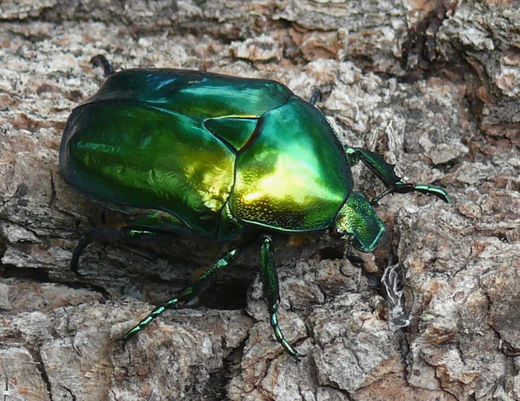 Зеленый Жук бронзовка