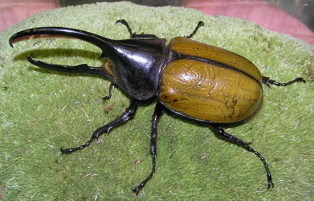 Жук носорог Геркулес