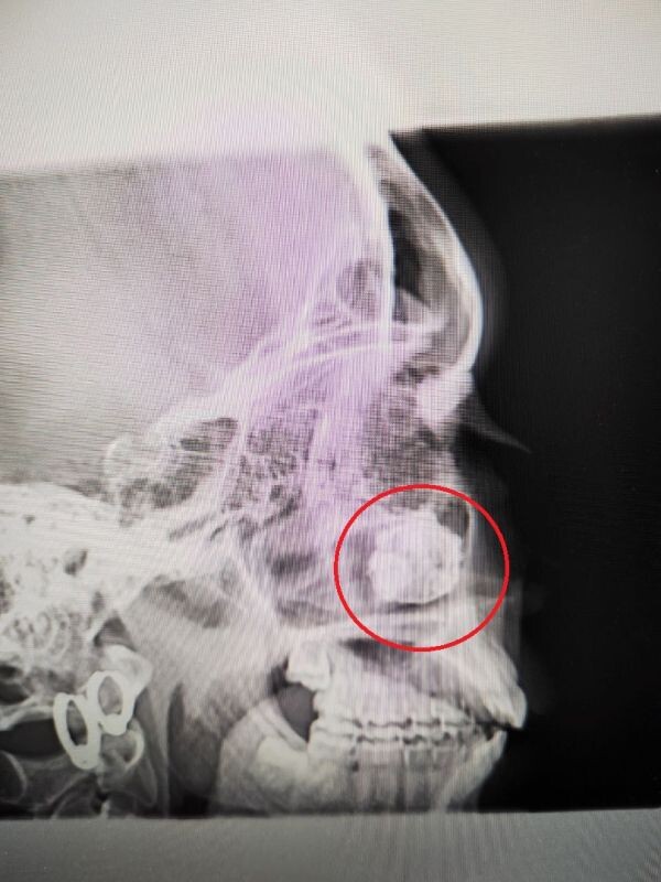    Фото: ВОДКБ №1