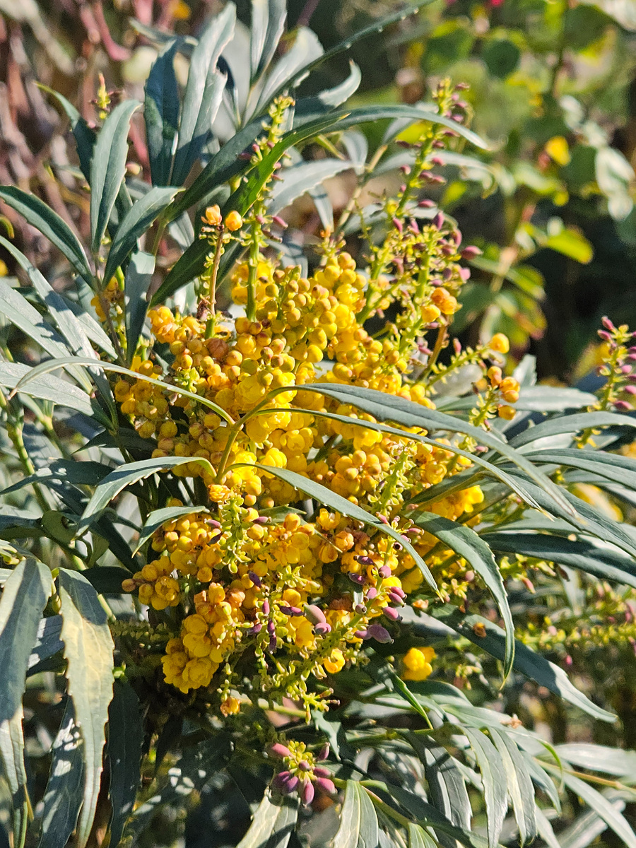 Mahonia narihira
