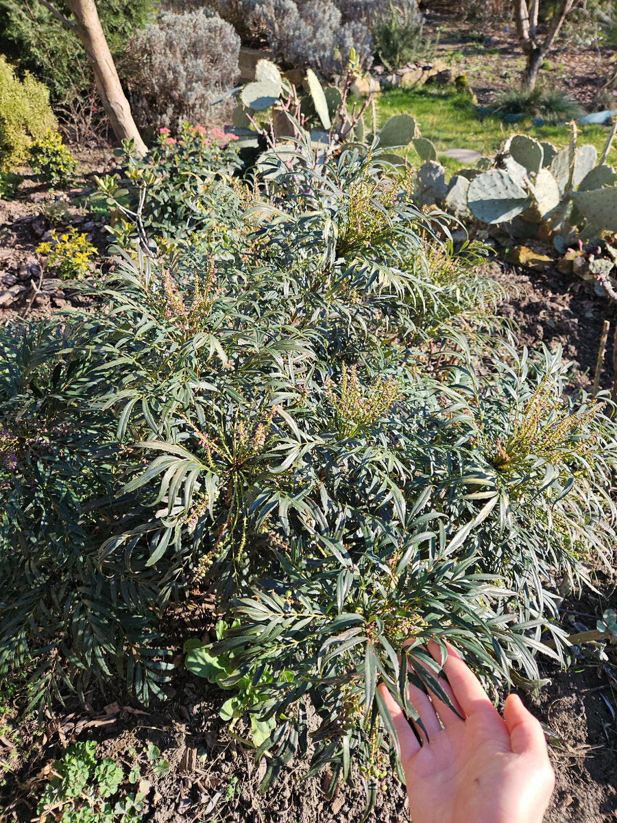 Высота куста 1,2 метра.